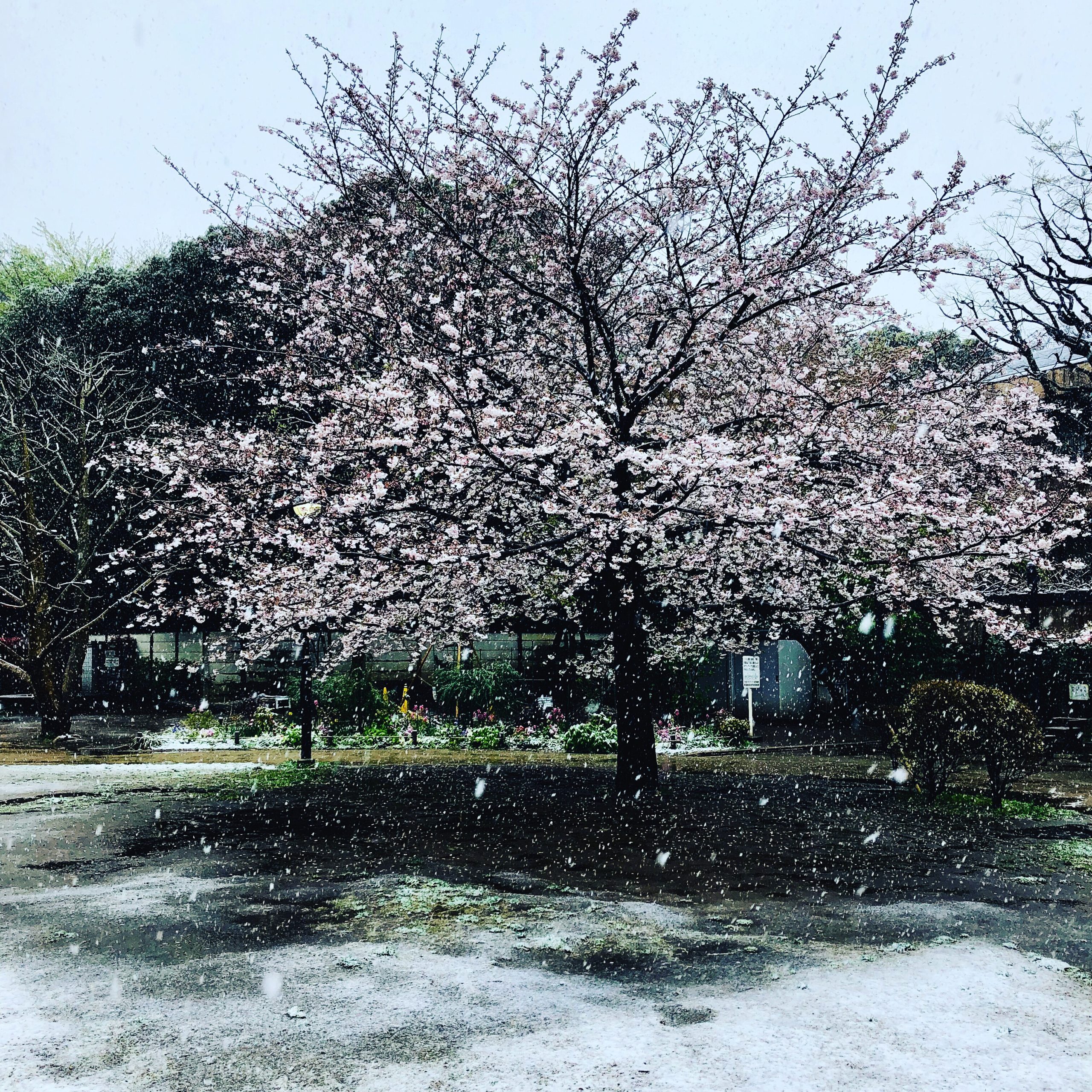 桜と雪。